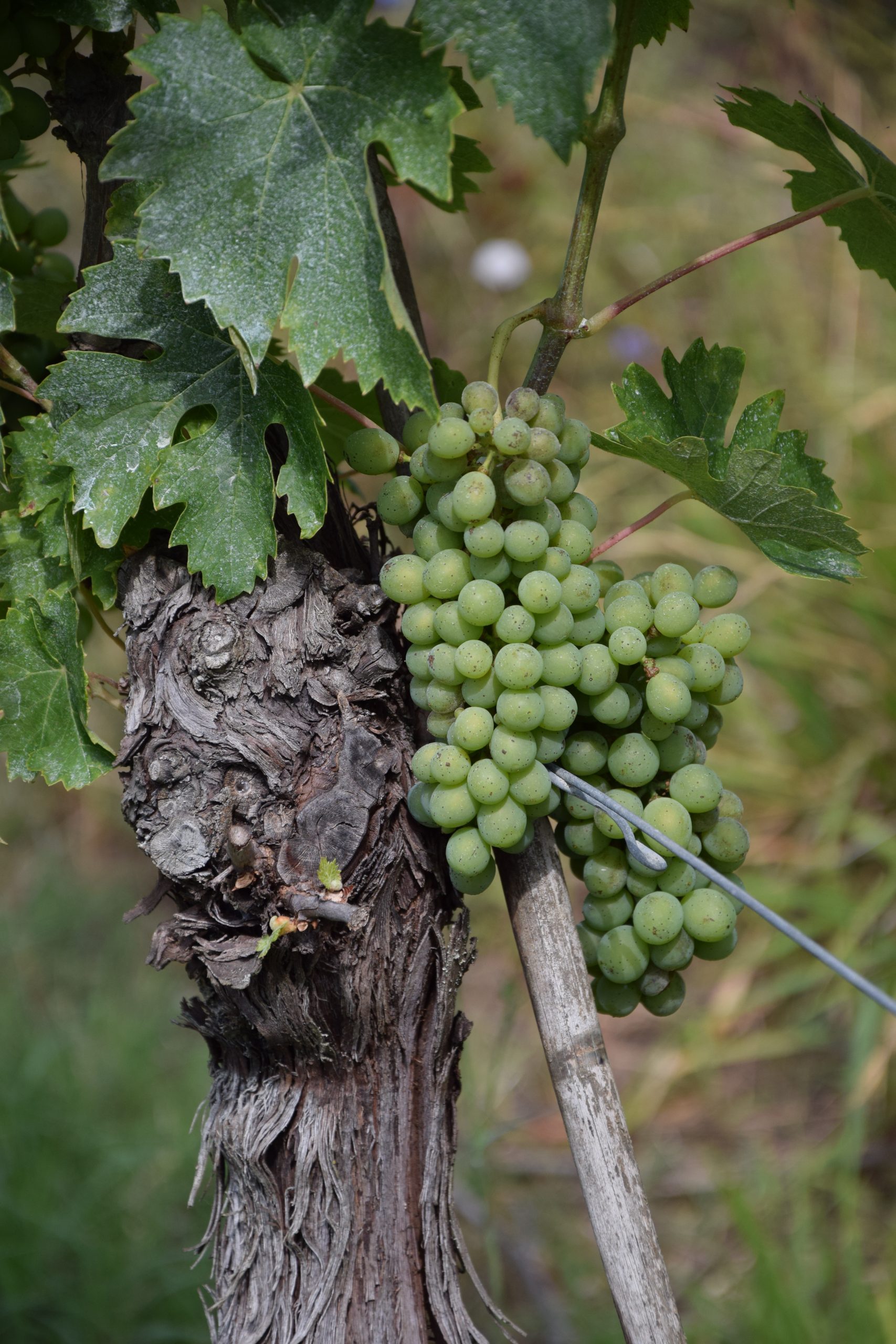 cantina ripoli vineyard